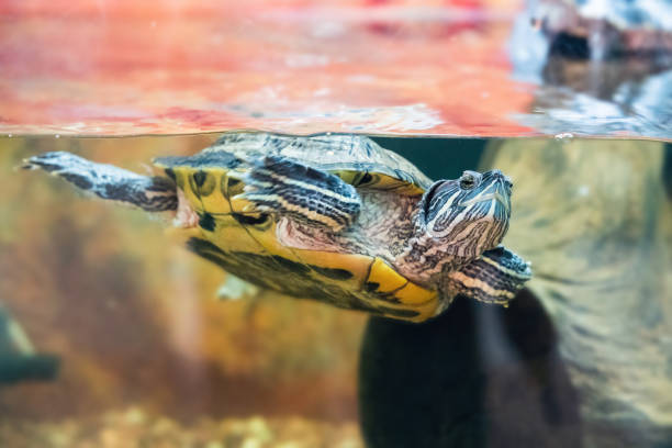 istock Red-eared turtle Trachemys scripta swims in an aquarium 2149875312