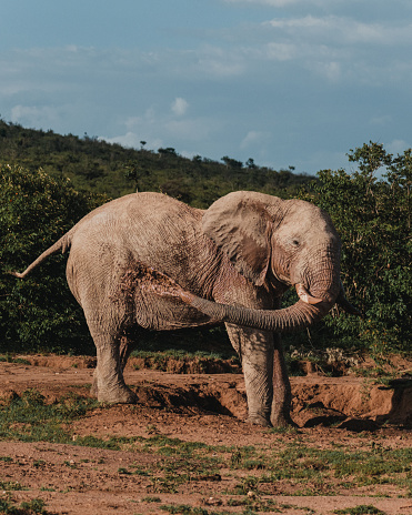 Elephant joyfully dusting in the Masai Mara wilderness