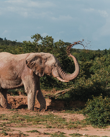 Elephant joyfully dusting in the Masai Mara wilderness