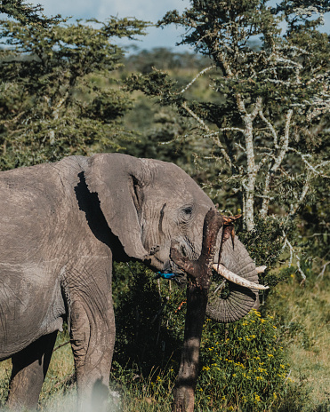 Elephant peeks through lush greenery in Ol Pejeta, Kenya