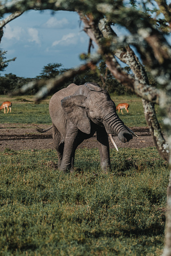 African elephant in the wild, Ol Pejeta Conservancy, Kenya
