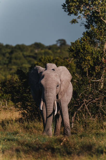 istock Sun-kissed elephant wanders in Ol Pejeta, Kenya 2149875454