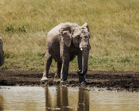 Young elephant's mud bath, Ol Pejeta, Kenya
