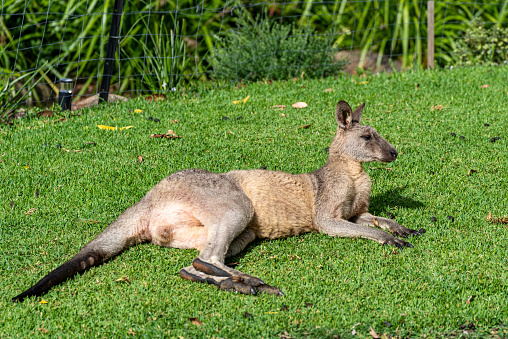 Wild Eastern Gray Kangaroo relaxing in New South Wales,  Eastern Australia