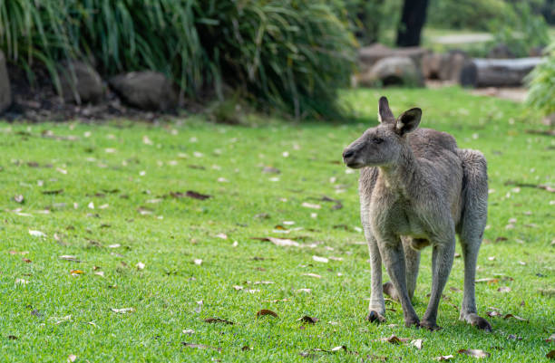 this is a close up of a Kangaroo-Island kangaroo