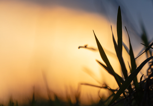 Background of elegant grass silhouetted against the golden sunset