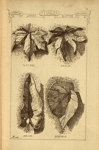 Vintage illustration Architectural Feuilles, Leaves, Sycamore, Aralia, Arum, Begonia, History of architecture, decoration and design, art, French, Victorian, 19th Century