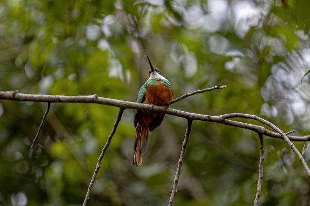 istock Animal Rufous-tailed Jacamar Bird 2149876525