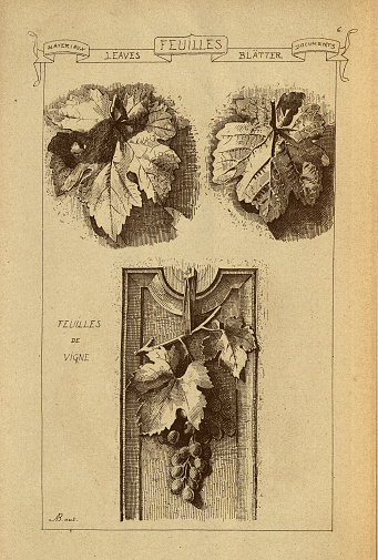 Vintage illustration Architectural Feuilles, Leaves, Vine, Grape, History of architecture, decoration and design, art, French, Victorian, 19th Century