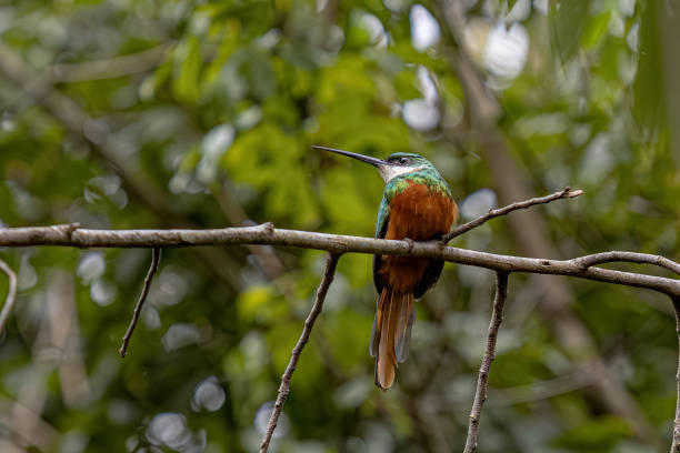 istock Animal Rufous-tailed Jacamar Bird 2149876663