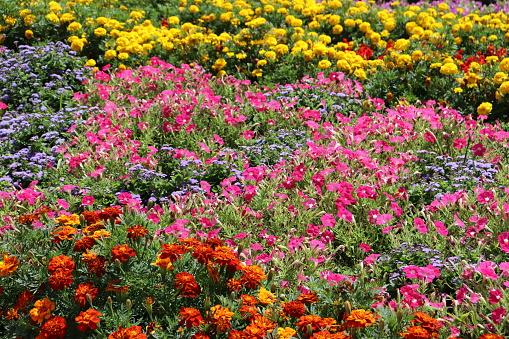 A field of flowers with a mix of colors including pink, orange, yellow and green.