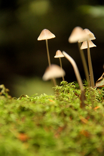 Mushrooms in the coastal rainforest on Vancouver Island, BC.