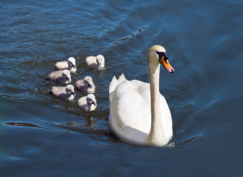Swimming Mute Swan (Cygnus olor) with six chicks, only a few days old, on blue water