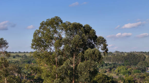 istock canopy of few eucalyptus trees 2149877077