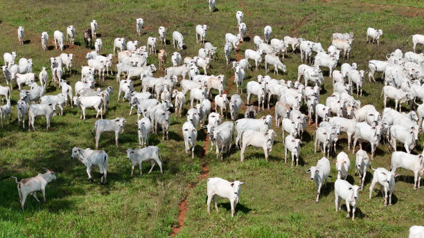 istock field pasture area with white cows grazing 2149877228