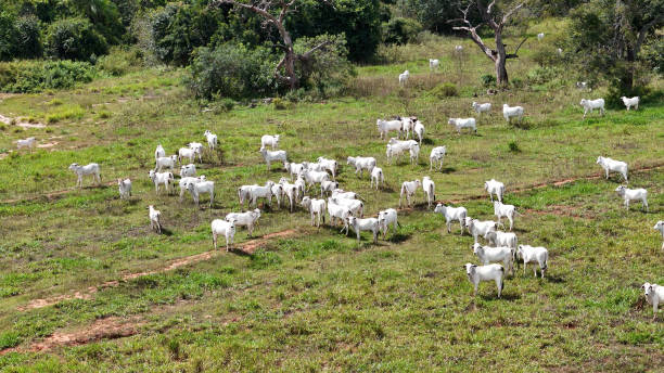 istock field pasture area with white cows grazing 2149877275
