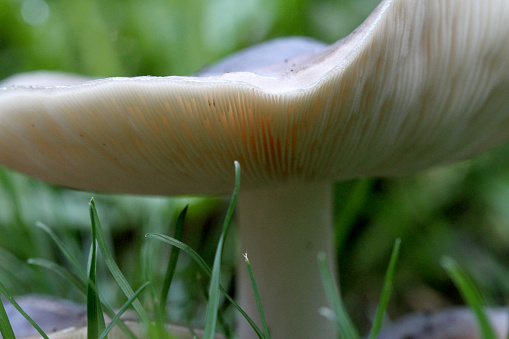 Mushrooms in the coastal rainforest on Vancouver Island, BC.
