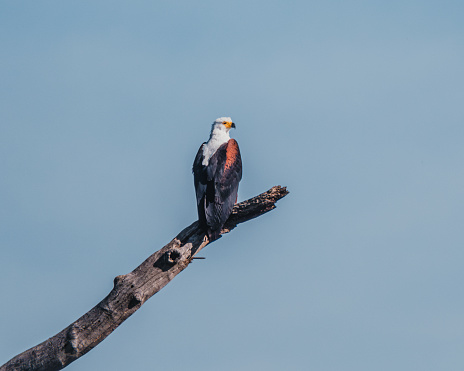 African fish eagle perched against the serene blue sky