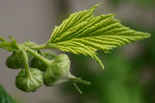 The revival of nature; macro photo of a raspberry branch with a leaves and flower buds; Rubus Idaeus