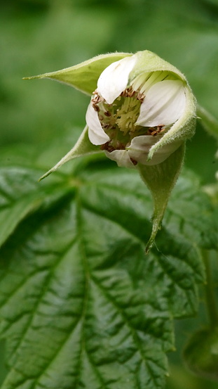 The revival of nature; macro photo of a raspberry branch with a leaves and a flower bud; Rubus Idaeus
