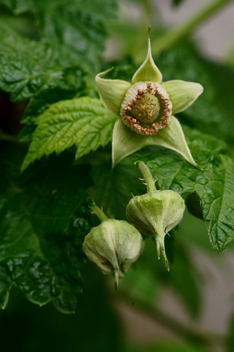 The transformation of raspberry flowers into fruit; macro photo of the fruit in formation (sepals, stamens, fruit, floral receptacle); Rubus Idaeus