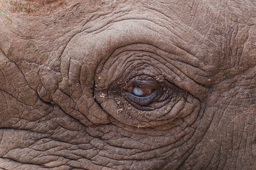 A close up of an elephants eye.