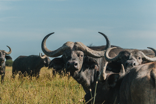 An attentive water buffalo herd against the backdrop of Ol Pejeta
