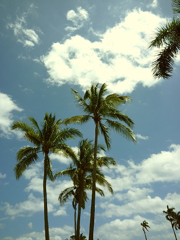 Moody Film Photo of Palm Trees in West Palm Beach, Florida on a Partly Cloudy Spring Day in 2024.