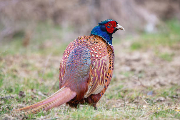 istock Ringneck Pheasant, Phasianus colchicus in the habitat 2149878821