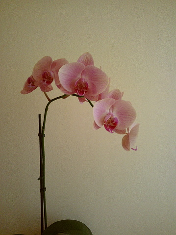 Moody Film Photo of a Pink Orchid Plant Indoors in West Palm Beach, Florida on a Spring Day