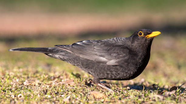 istock Common blackbird Turdus merula in the wild 2149878828