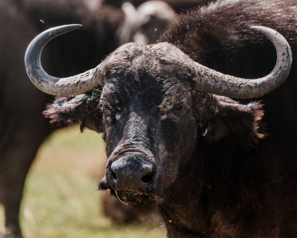 istock Mud-adorned water buffalo staring intently in Ol Pejeta, Kenya 2149879009
