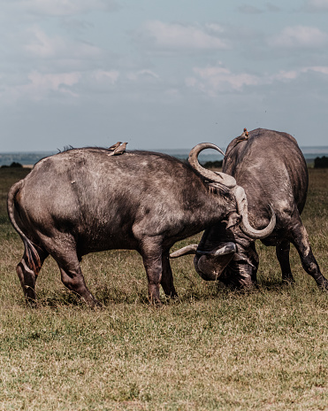 Dominance on display: Fighting water buffalos in Ol Pejeta's plains