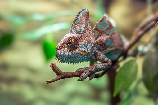 Chameleon lizard sitting on branch. Close-up view.