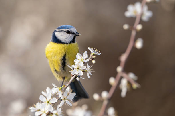 istock Blue tit on a branch with blossoms in spring 2149879138