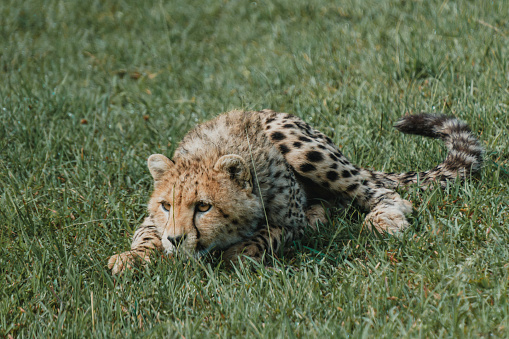 A young cheetah cub rests in the verdant Masai Mara grass