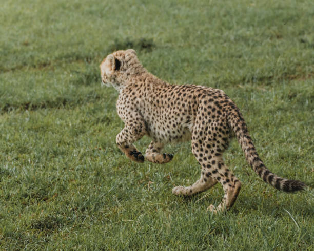 istock Curious cheetah cub exploring the Masai Mara 2149879267