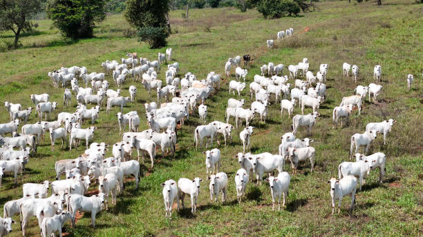 istock field pasture area with white cows grazing 2149879288