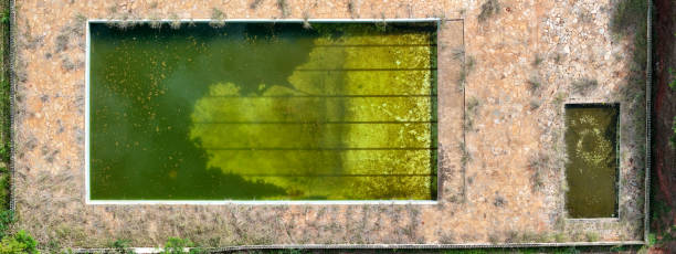 close up of abandoned swimming pool with green dirty water
