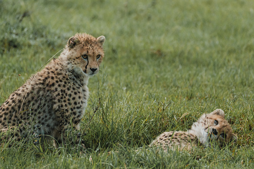 Young cheetahs hone their skills through play in the lush Masai Mara