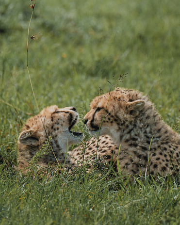 Young cheetahs hone their skills through play in the lush Masai Mara