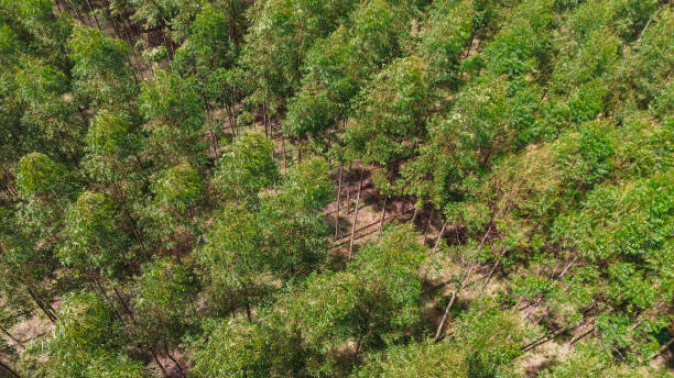 istock cultivation of eucalyptus trees 2149879462