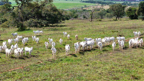 istock field pasture area with white cows grazing 2149879548