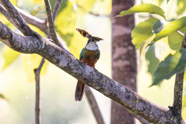 istock Animal Rufous-tailed Jacamar Bird preying on a butterfly 2149879925