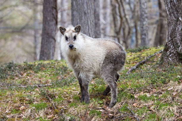 istock Young wild Japanese serow in Japanese forest. 2149879961