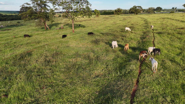 istock cattle cows grazing in a field in the late afternoon 2149880525