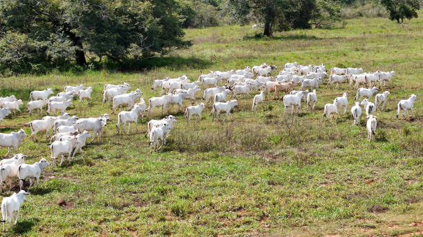 istock field pasture area with white cows grazing 2149880611