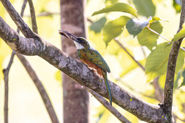 istock Animal Rufous-tailed Jacamar Bird preying on a butterfly 2149880783