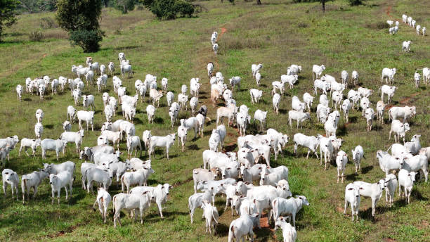 istock field pasture area with white cows grazing 2149880822