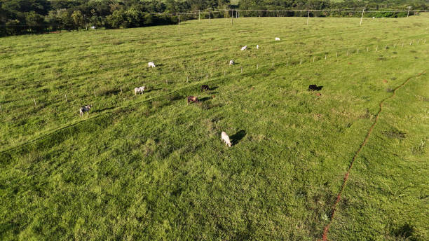 istock cattle cows grazing in a field in the late afternoon 2149880844
